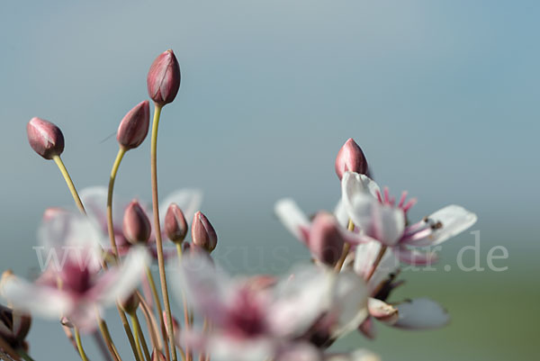 Schwanenblume (Butomus umbellatus)