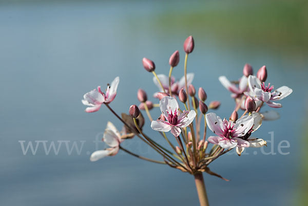 Schwanenblume (Butomus umbellatus)