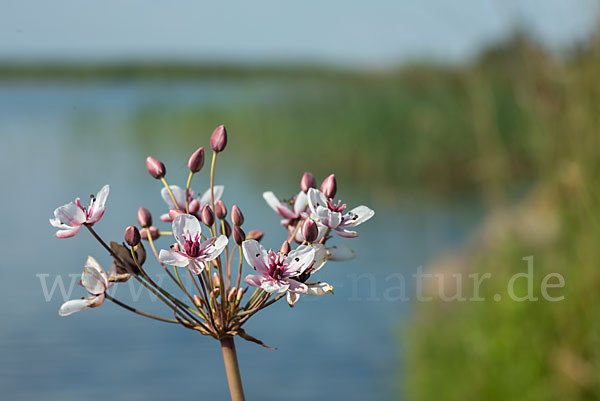 Schwanenblume (Butomus umbellatus)