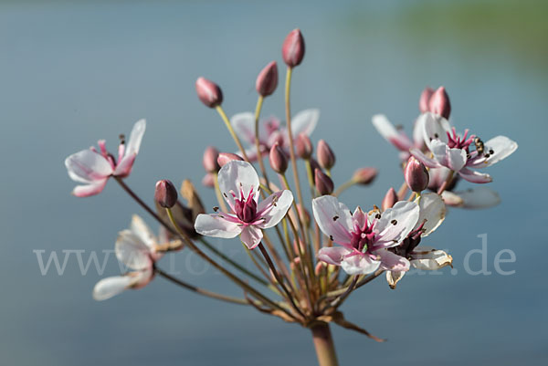 Schwanenblume (Butomus umbellatus)