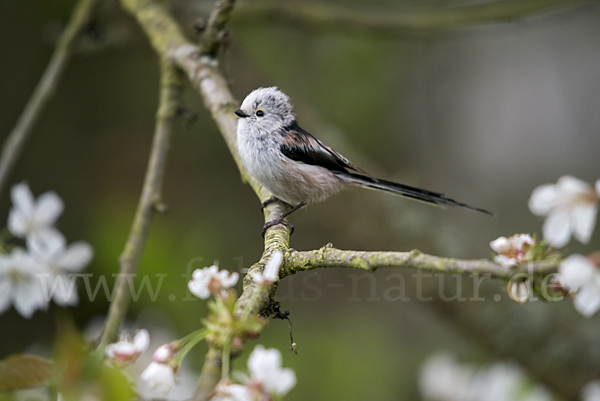 Schwanzmeise (Aegithalos caudatus)