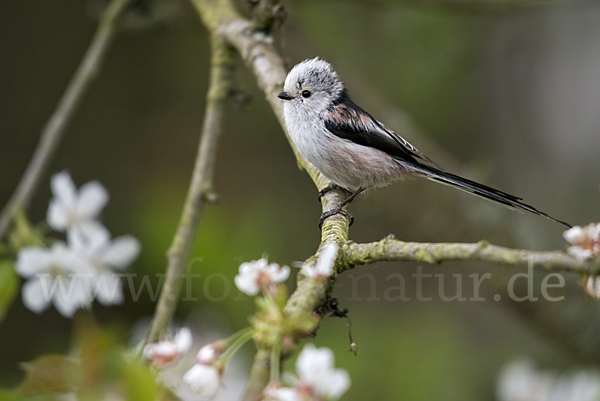 Schwanzmeise (Aegithalos caudatus)