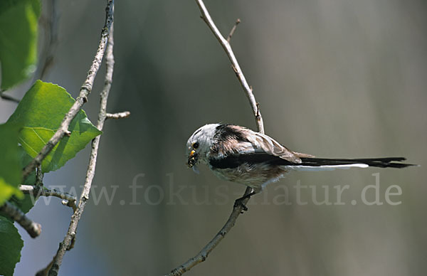 Schwanzmeise (Aegithalos caudatus)