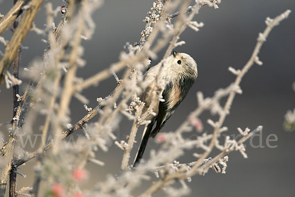 Schwanzmeise (Aegithalos caudatus)