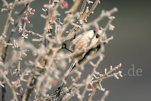 Schwanzmeise (Aegithalos caudatus)