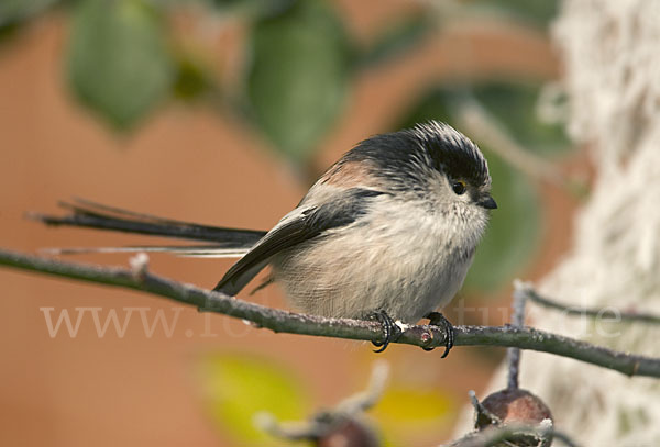 Schwanzmeise (Aegithalos caudatus)