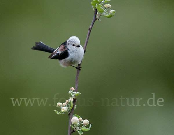 Schwanzmeise (Aegithalos caudatus)