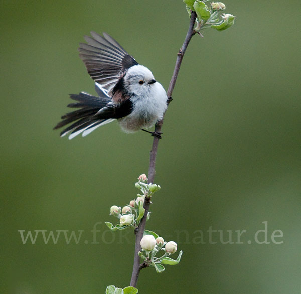 Schwanzmeise (Aegithalos caudatus)