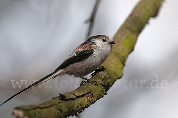 Schwanzmeise (Aegithalos caudatus)