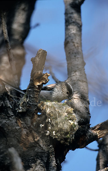 Schwanzmeise (Aegithalos caudatus)