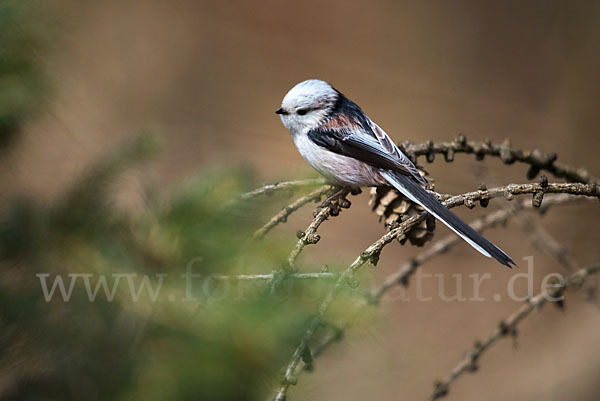 Schwanzmeise (Aegithalos caudatus)