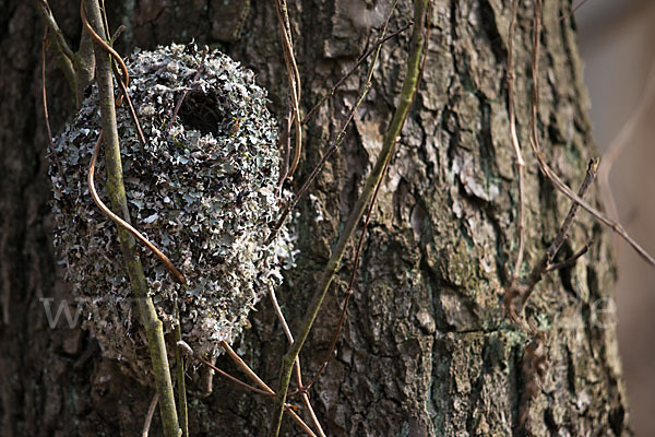 Schwanzmeise (Aegithalos caudatus)