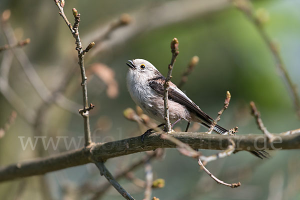 Schwanzmeise (Aegithalos caudatus)