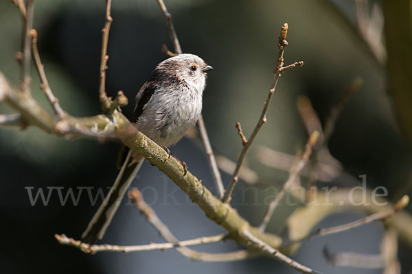 Schwanzmeise (Aegithalos caudatus)