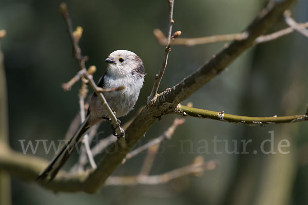 Schwanzmeise (Aegithalos caudatus)