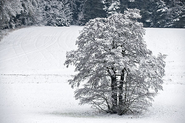 Schwarz-Erle (Alnus glutinosa)