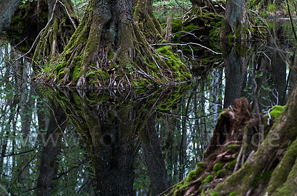 Schwarz-Erle (Alnus glutinosa)