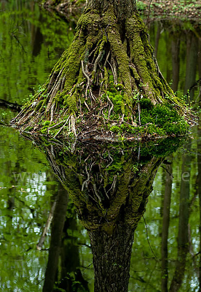 Schwarz-Erle (Alnus glutinosa)