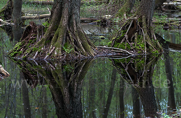 Schwarz-Erle (Alnus glutinosa)