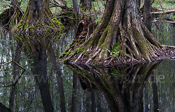 Schwarz-Erle (Alnus glutinosa)