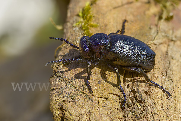 Schwarzblauer Ölkäfer (Meloe proscarabaeus)