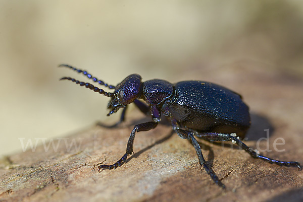 Schwarzblauer Ölkäfer (Meloe proscarabaeus)