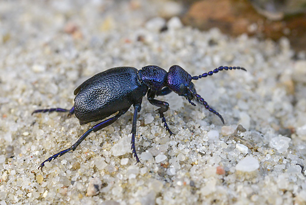 Schwarzblauer Ölkäfer (Meloe proscarabaeus)