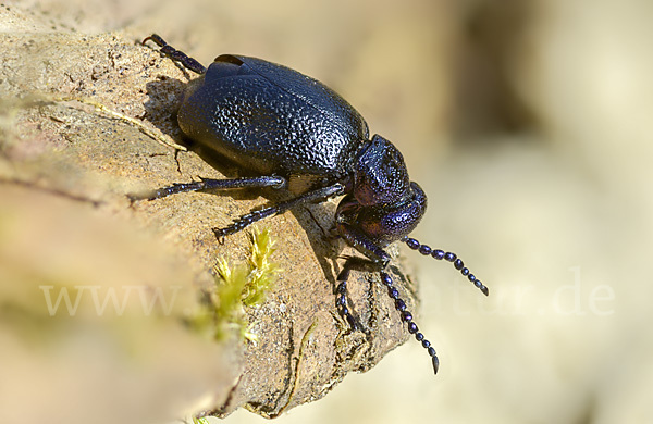 Schwarzblauer Ölkäfer (Meloe proscarabaeus)