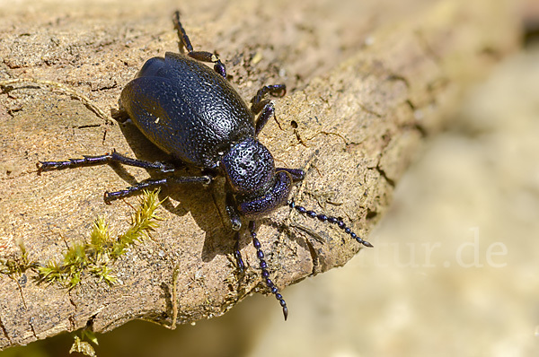 Schwarzblauer Ölkäfer (Meloe proscarabaeus)