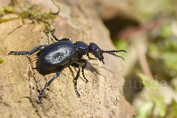 Schwarzblauer Ölkäfer (Meloe proscarabaeus)