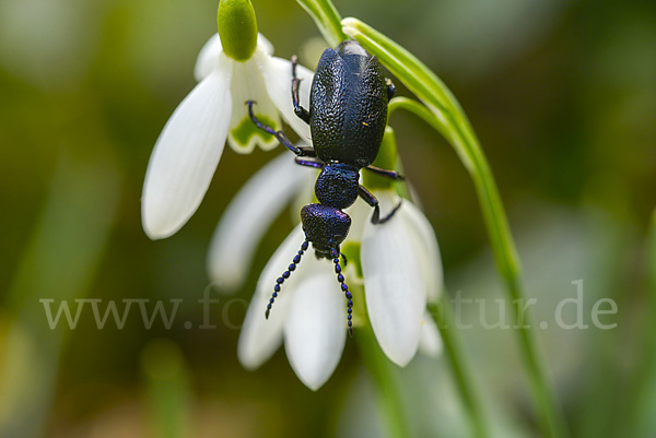 Schwarzblauer Ölkäfer (Meloe proscarabaeus)