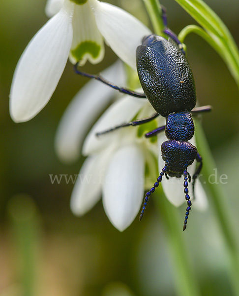 Schwarzblauer Ölkäfer (Meloe proscarabaeus)