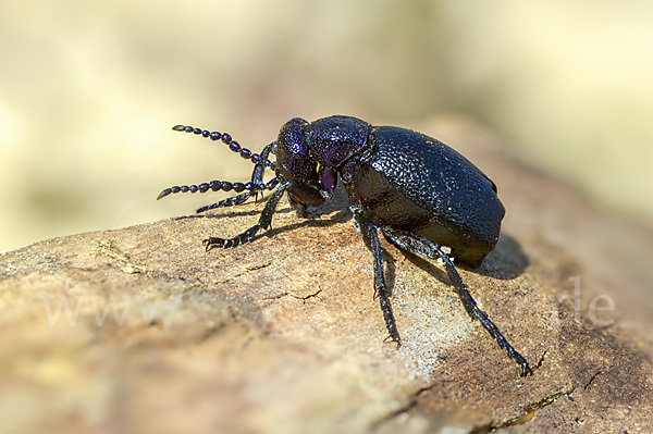 Schwarzblauer Ölkäfer (Meloe proscarabaeus)