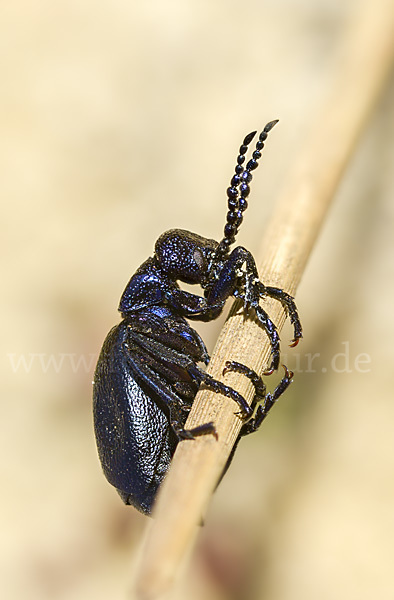 Schwarzblauer Ölkäfer (Meloe proscarabaeus)