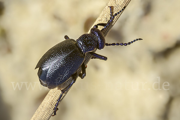 Schwarzblauer Ölkäfer (Meloe proscarabaeus)