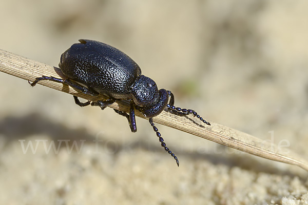 Schwarzblauer Ölkäfer (Meloe proscarabaeus)