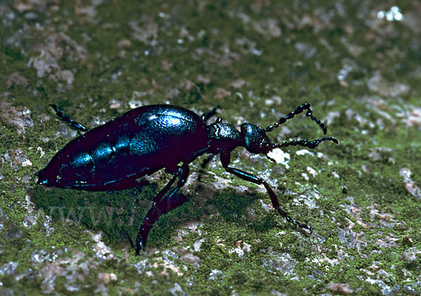 Schwarzblauer Ölkäfer (Meloe proscarabaeus)