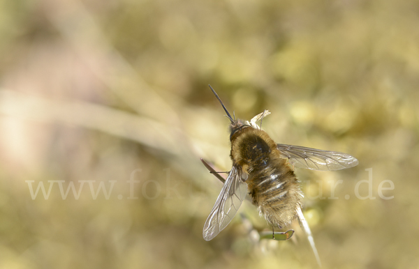 Schwarzborstiger Wollschweber (Bombylius venosus)