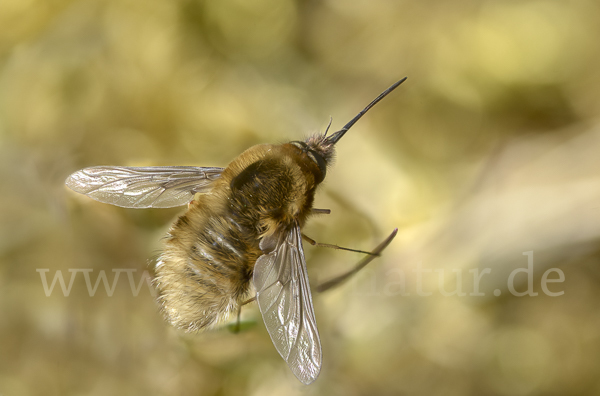 Schwarzborstiger Wollschweber (Bombylius venosus)