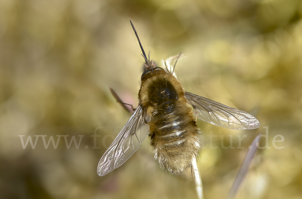 Schwarzborstiger Wollschweber (Bombylius venosus)