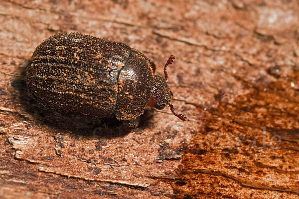 Schwarzbrauner Kurzschröter (Aesalus scarabaeoides)