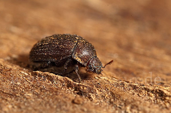 Schwarzbrauner Kurzschröter (Aesalus scarabaeoides)