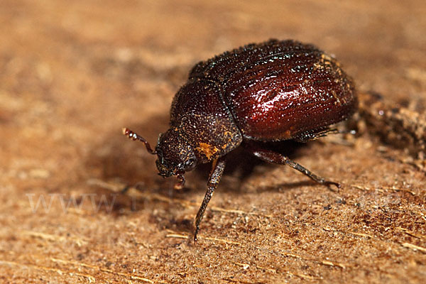 Schwarzbrauner Kurzschröter (Aesalus scarabaeoides)