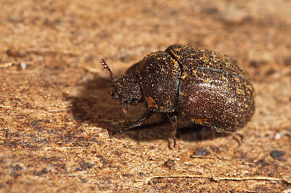 Schwarzbrauner Kurzschröter (Aesalus scarabaeoides)