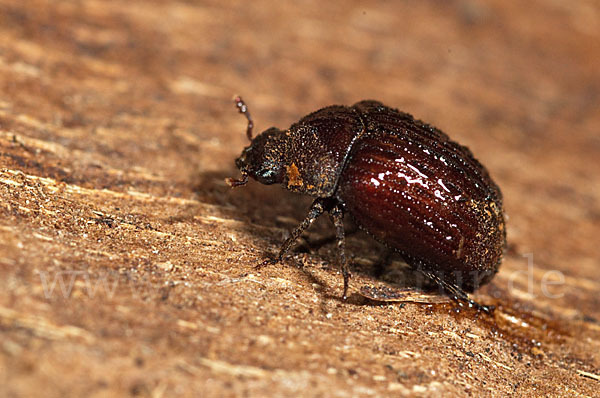 Schwarzbrauner Kurzschröter (Aesalus scarabaeoides)