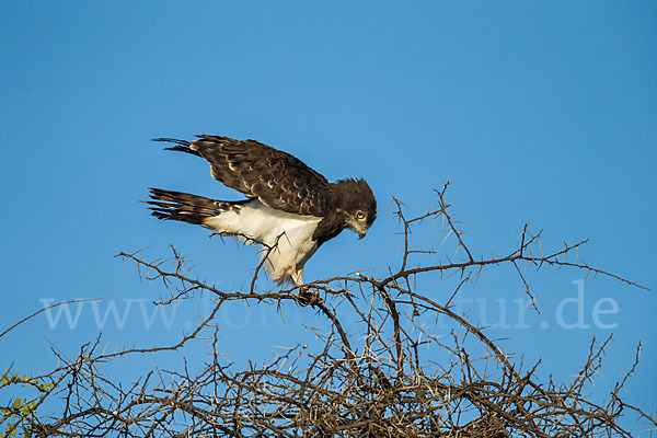 Schwarzbrustschlangenadler (Circaetus pectoralis)