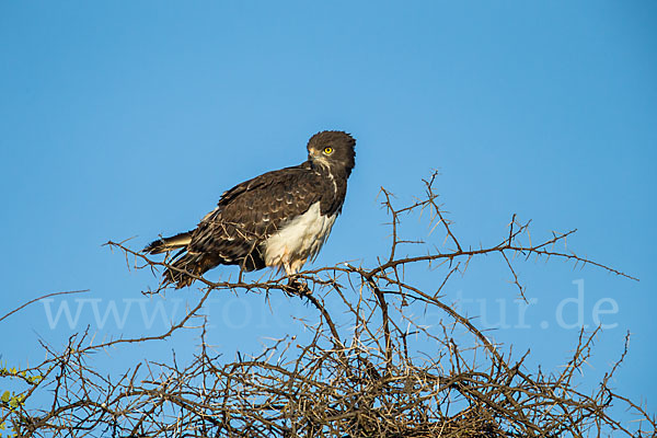 Schwarzbrustschlangenadler (Circaetus pectoralis)