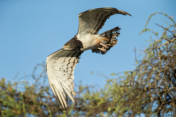 Schwarzbrustschlangenadler (Circaetus pectoralis)