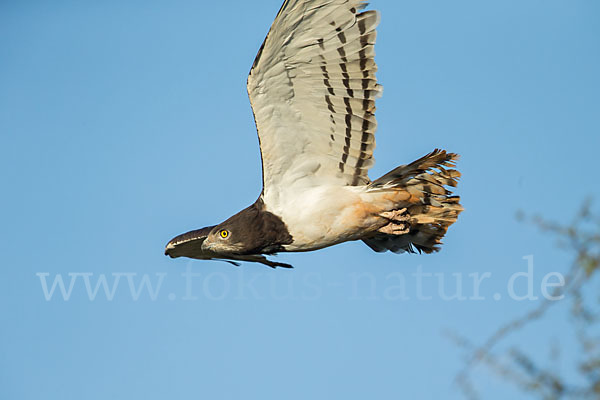 Schwarzbrustschlangenadler (Circaetus pectoralis)