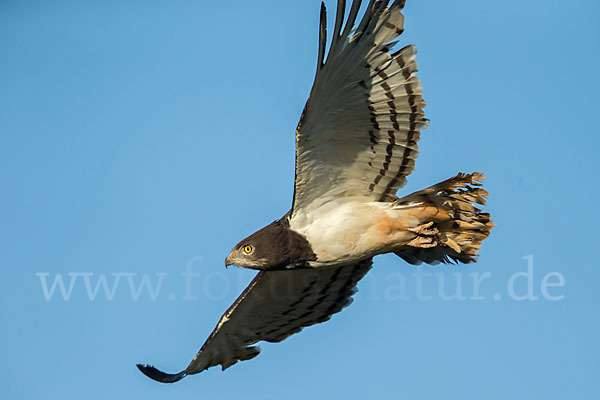 Schwarzbrustschlangenadler (Circaetus pectoralis)